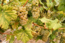 szuret